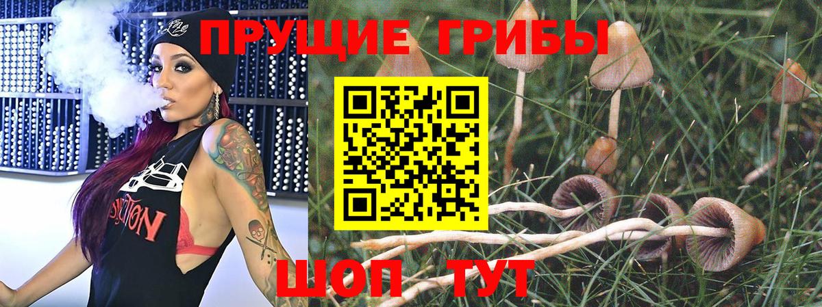 Галлюциногенные грибы GOLDEN TEACHER  Галлюциногенные грибы GOLDEN TEACHER  цены наркотик  Гусев  Вход с VPN 